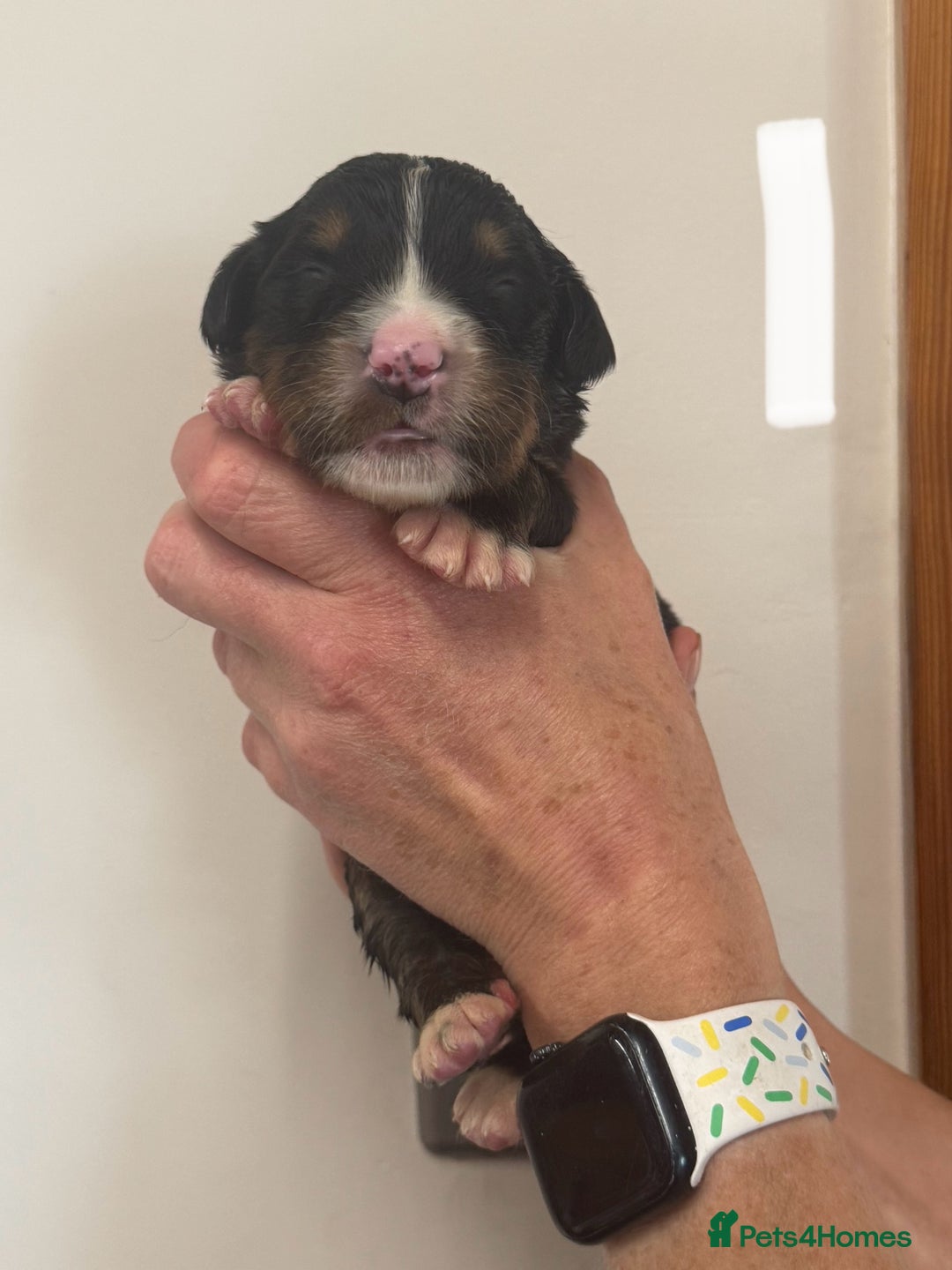 Mixed Breed dogs for sale: Labernese x Bernese mountain dog puppies  - Image 26