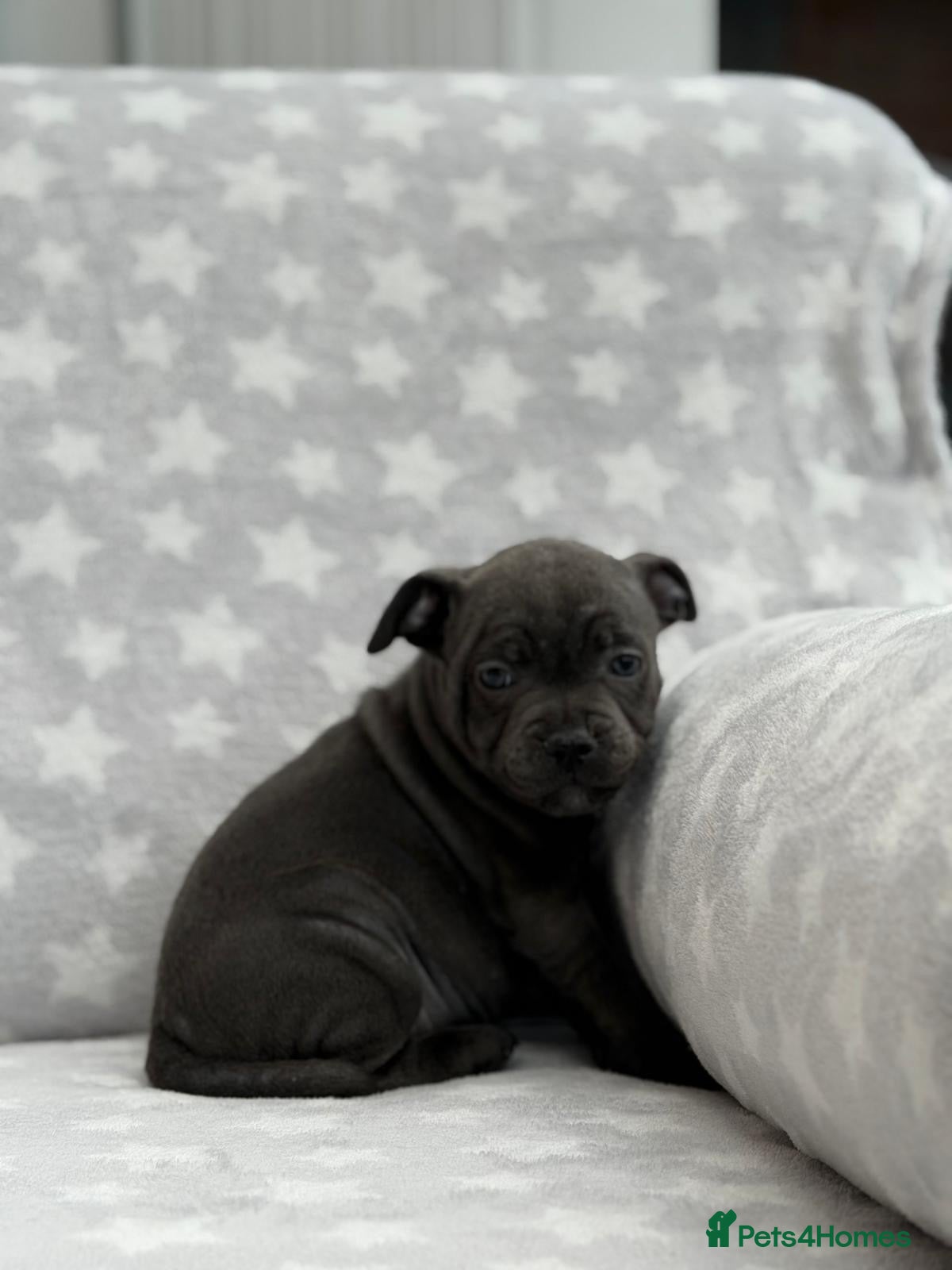 Staffordshire Bull Terrier dogs Kc blue staffordshire bullterrier puppies - Advert 1