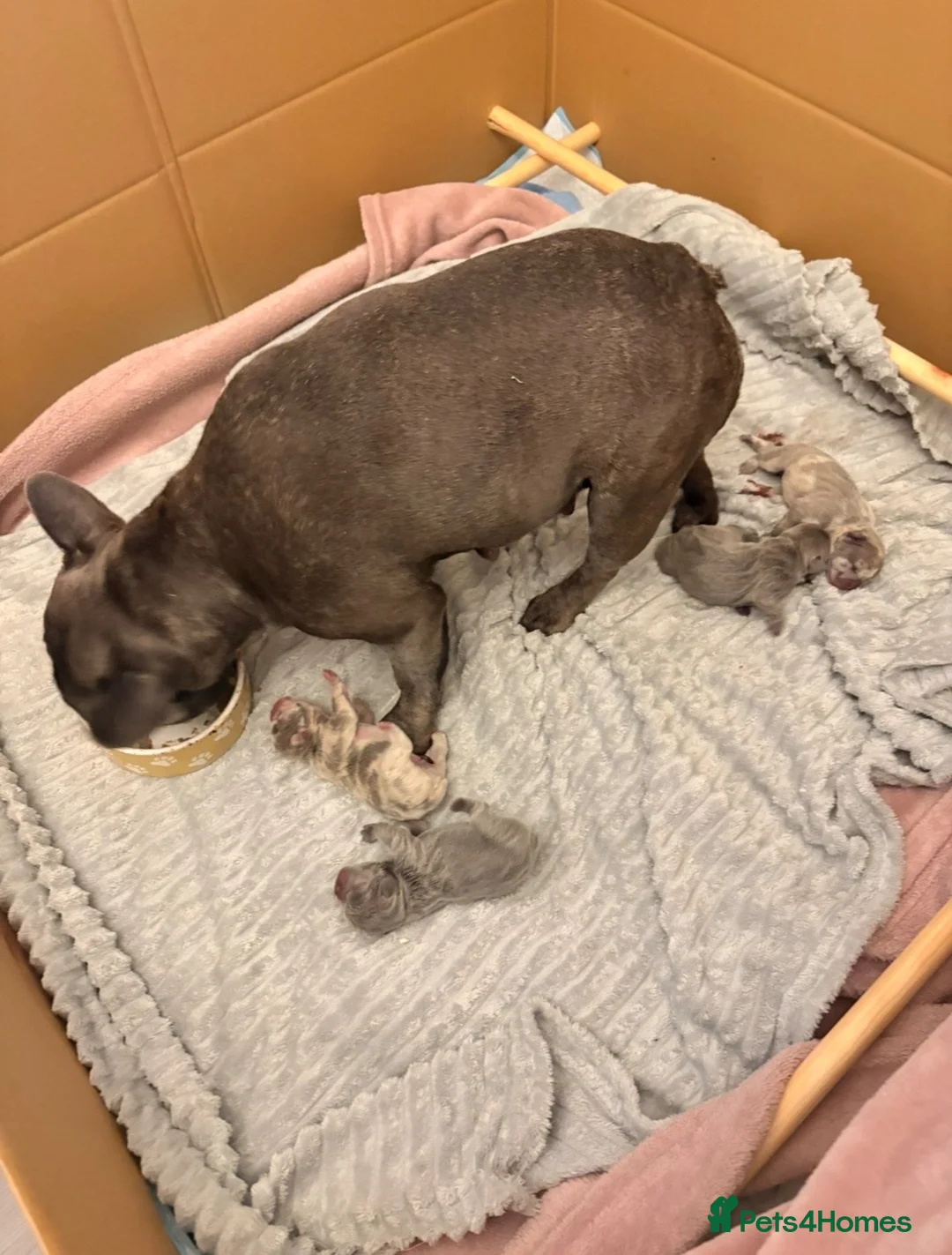 French Bulldog dogs for sale: French Bulldog Puppies - Advert 2