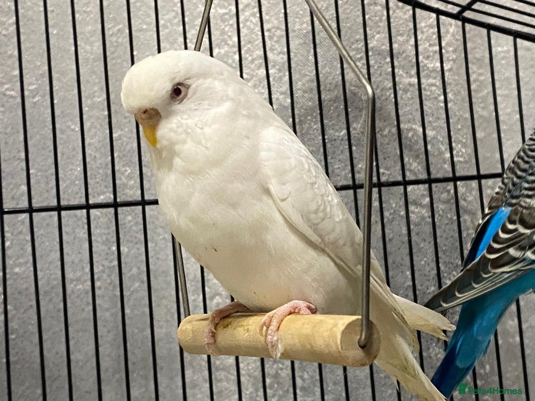 Budgerigars birds for sale: Budgies for sale - £15 each clearance - Image 4