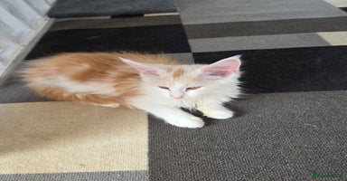 Maine Coon cats in Blackpool - Advert 1