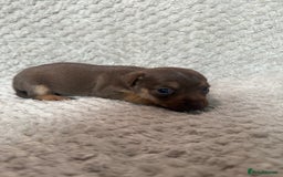 Jack Russell dogs for sale: Stunning litter of miniature Jack Russell puppies - Image 8