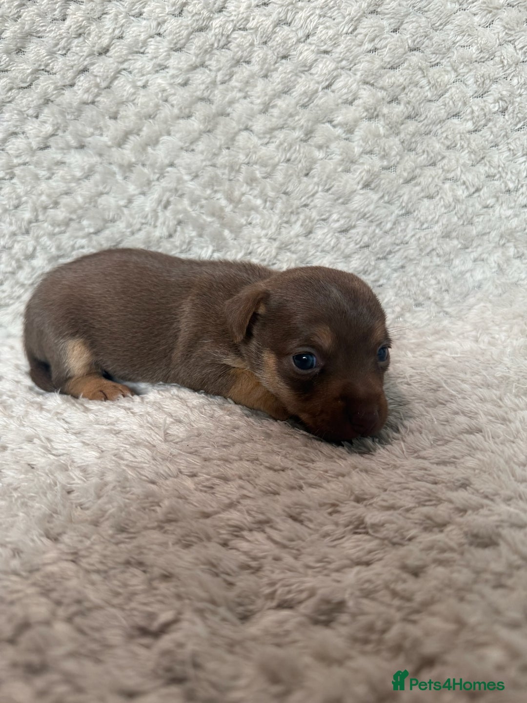 Jack Russell dogs for sale: Stunning litter of miniature Jack Russell puppies - Image 8