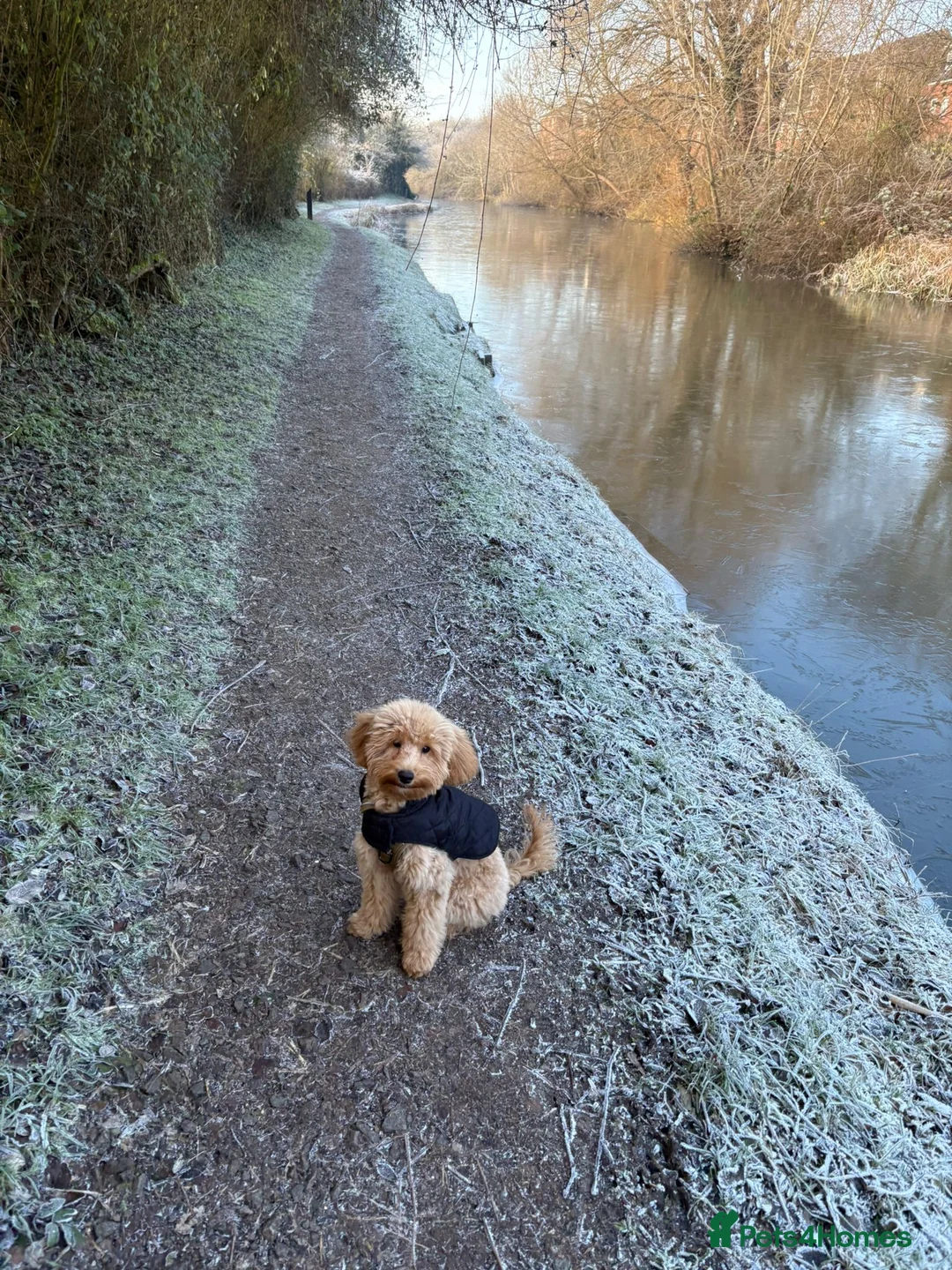 Cavapoo dogs for stud:  Fully healthy tested Proven F1 Cavapoo Stud Dog in Droitwich - Advert 21