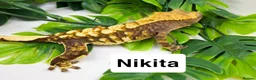 Gecko reptiles for sale: Crested geckos  - Advert 2