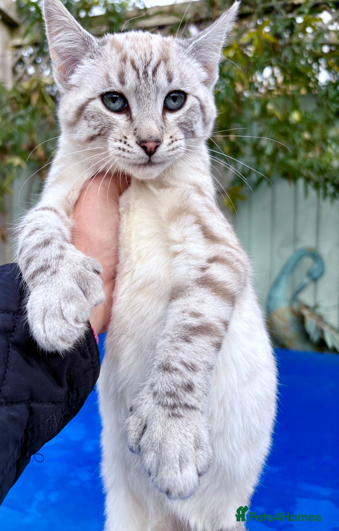 Keetso cats for sale: Superb rare polydactyl curled eared Keetso female  - Advert 1
