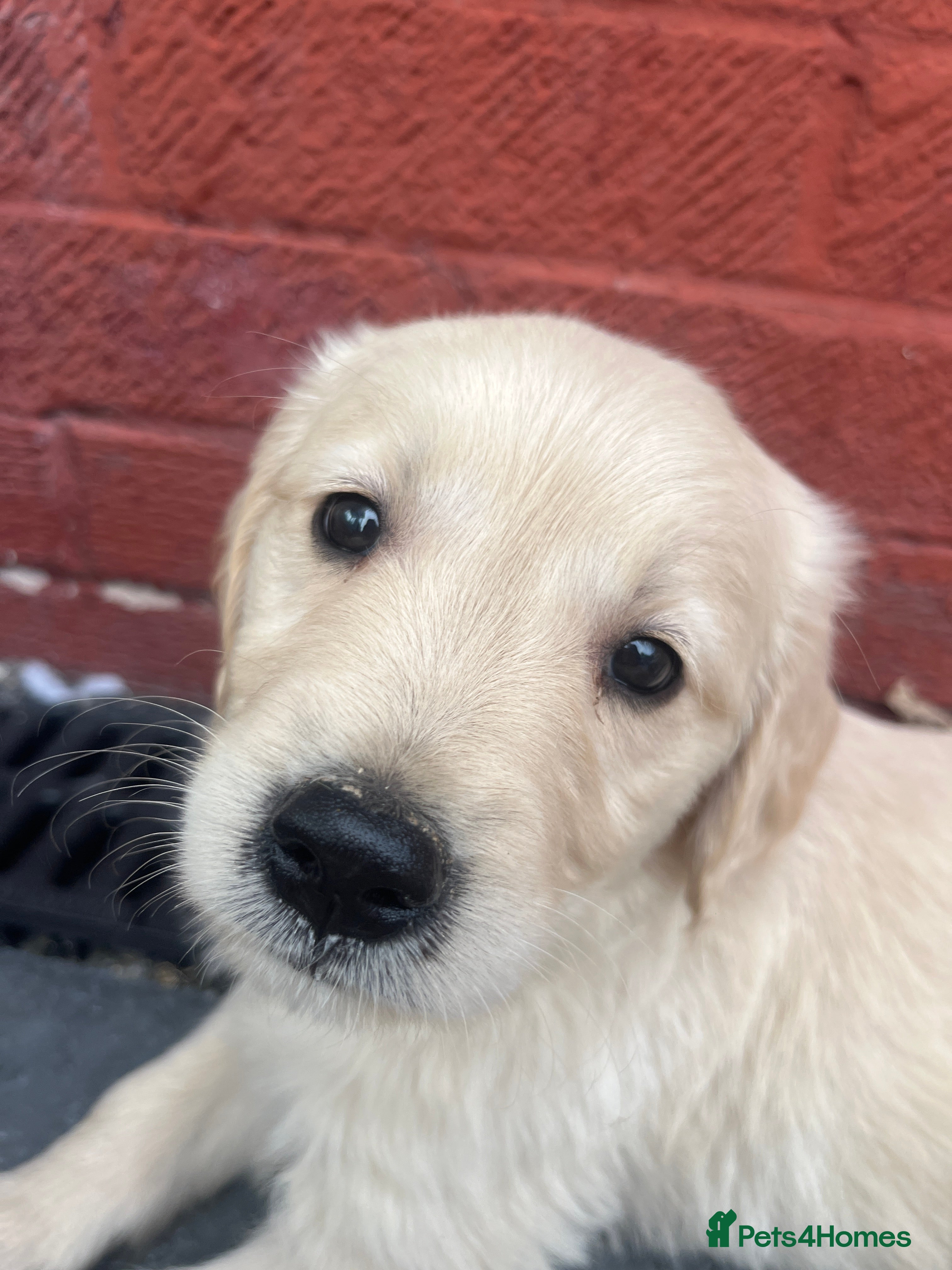Golden Retriever dogs Gorgeous golden retriever puppies 🐶  - Advert 2