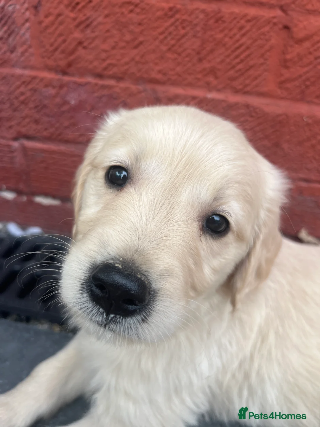 Golden Retriever dogs for sale: Gorgeous golden retriever puppies 🐶  - Advert 2