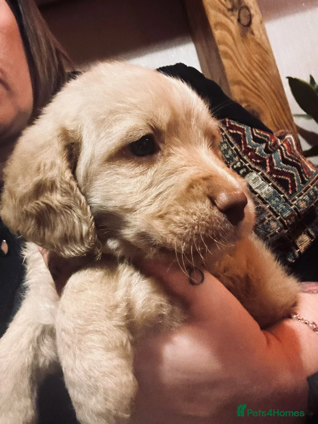 Mixed Breed dogs for sale: 9 Beautiful Puppies for sale - Advert 4