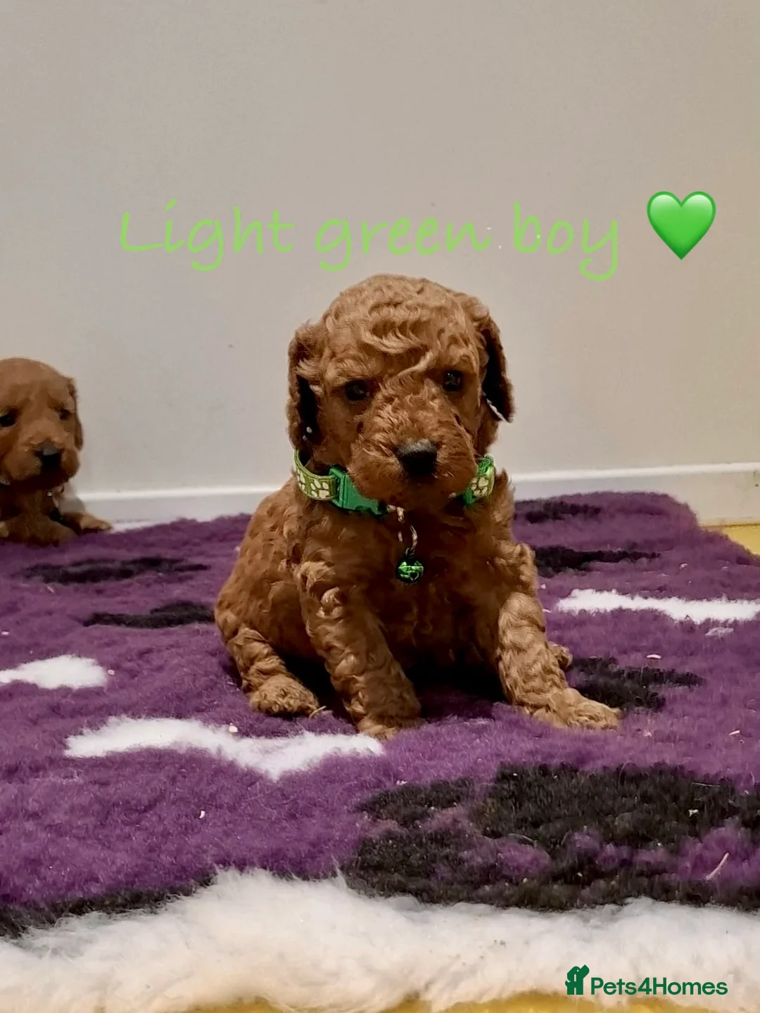 Cockapoo dogs for sale: Stunning F1B Cockapoos - Advert 6