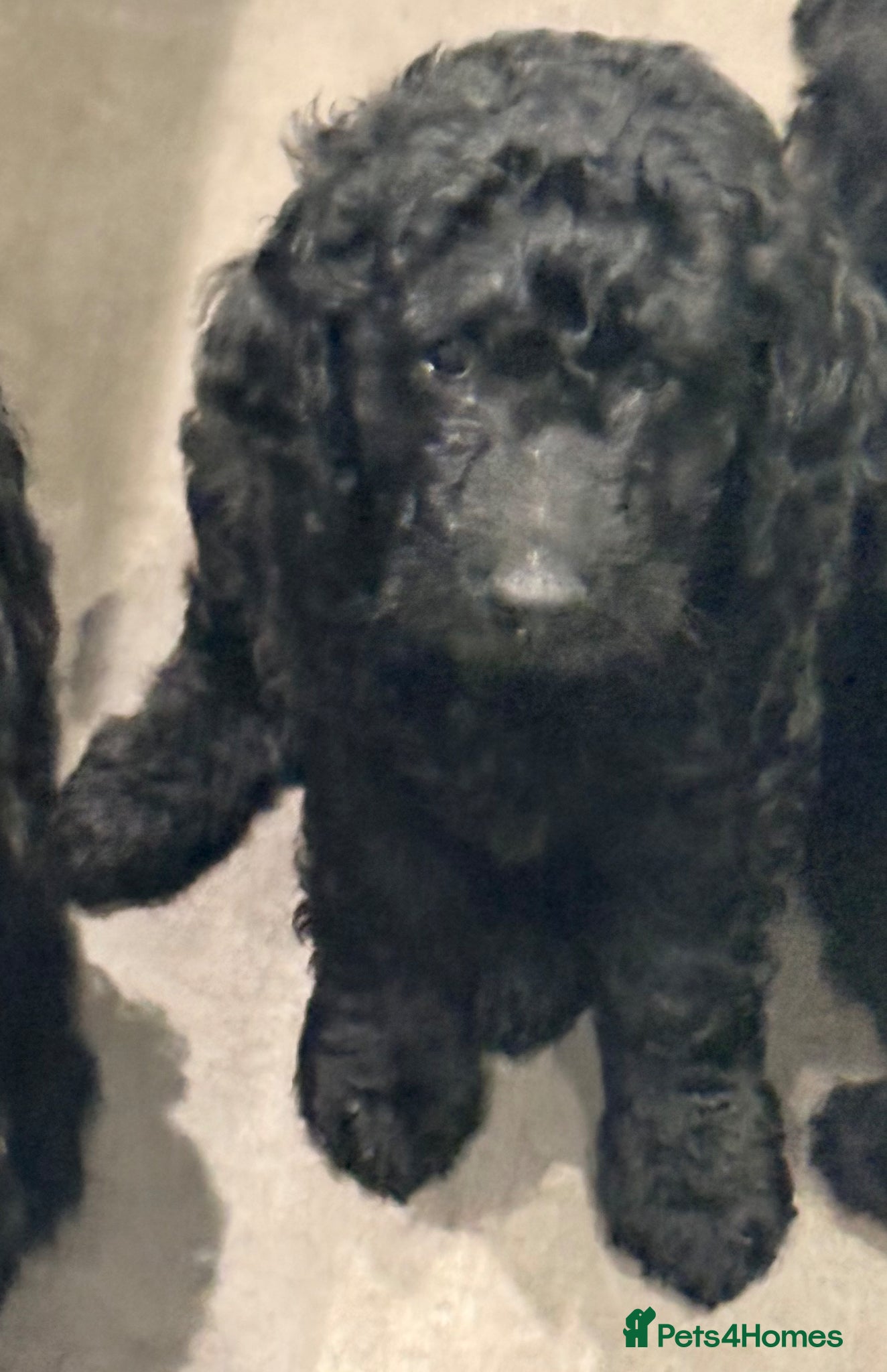 Mini Goldendoodle dogs Only last few remaining - Advert 15