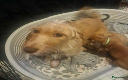 Dachshund dogs for sale: Adorable Dachshund Puppies for Sale - Image 12