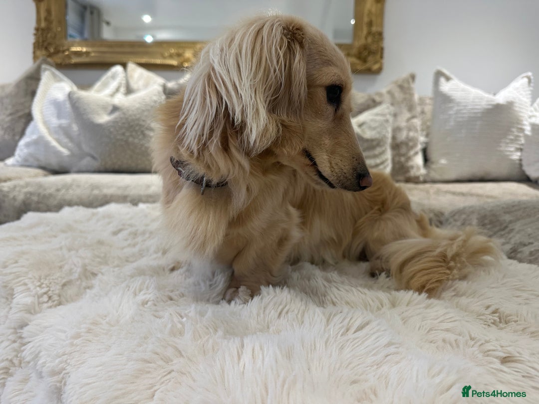 Miniature Dachshund dogs for stud: ⭐️⭐️👑👑 KING OF CREAMS 👑👑⭐️⭐️ - Image 4