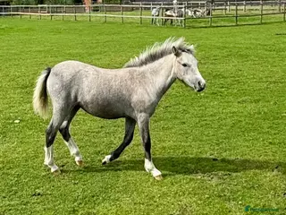 Welsh Section A horses Welsh Section A filly - Advert 1