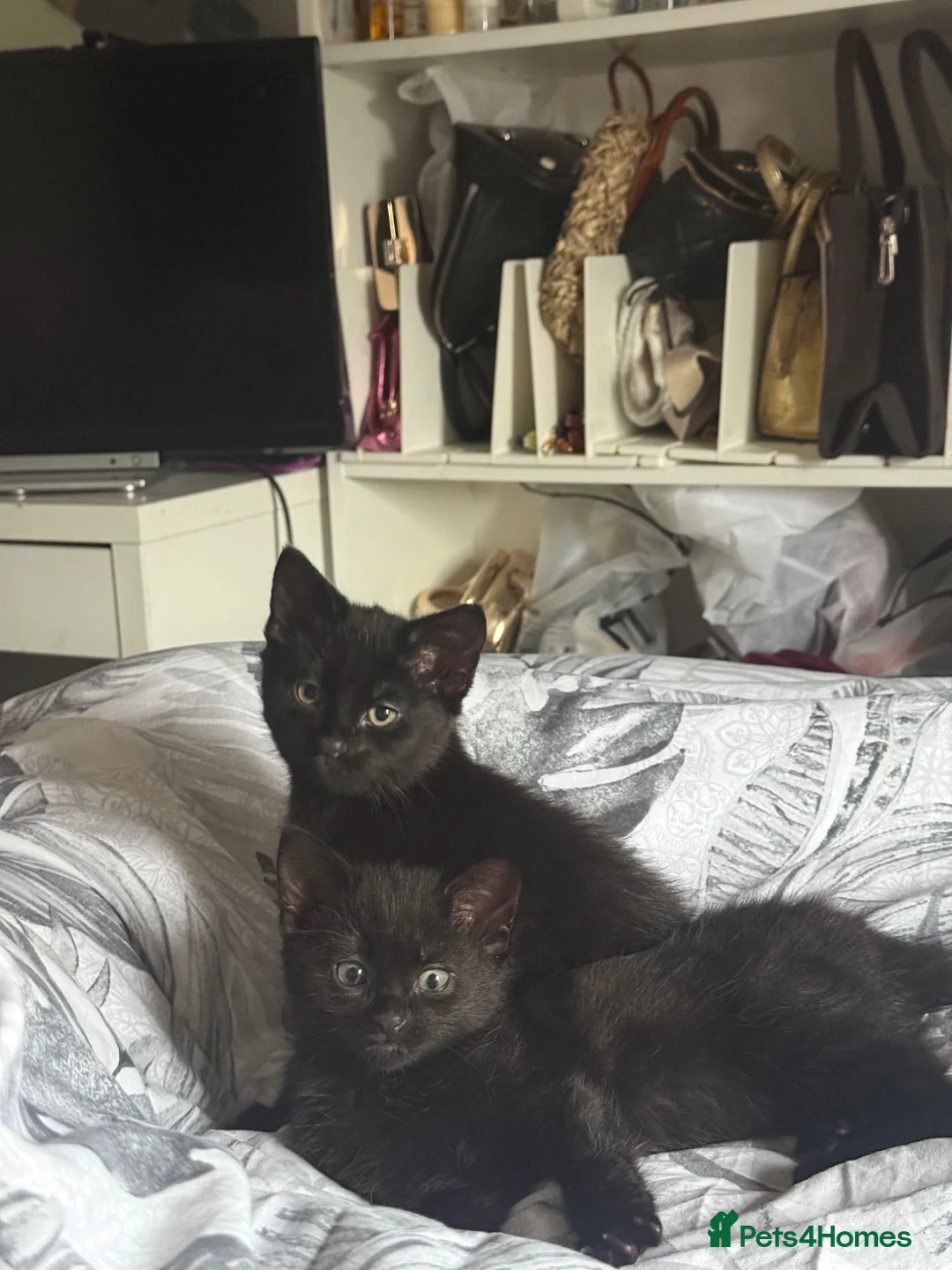 Domestic Shorthair cats for sale: Sisters for sale (but can be sold separately)  - Advert 6