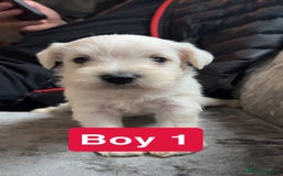 Miniature Schnauzer dogs for sale: Miniature Schnauzer Puppies - Image 9