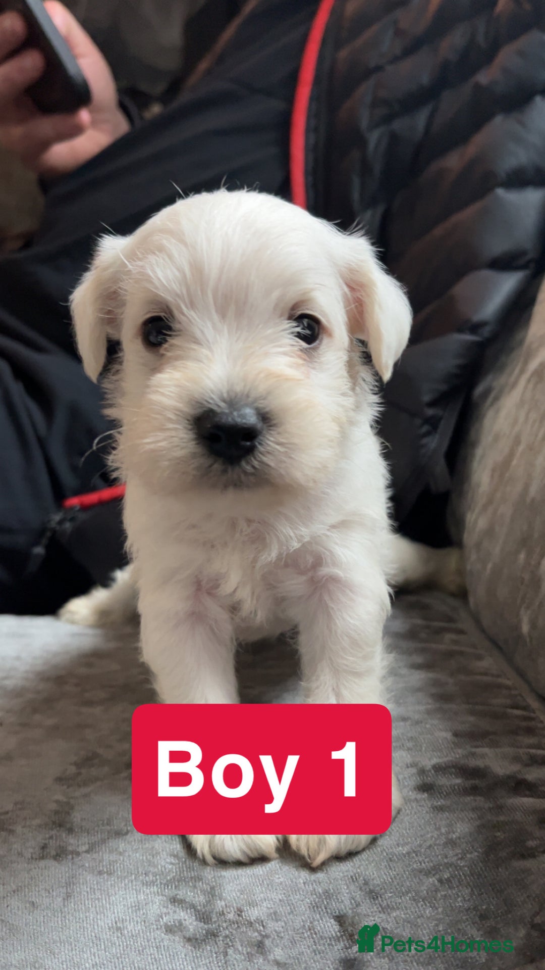 Miniature Schnauzer dogs for sale: Miniature Schnauzer Puppies - Image 9