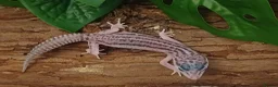 Leopard Gecko reptiles for sale: Mack Snow Eclipse (Tangerine x Black Night Cross)  - Advert 4