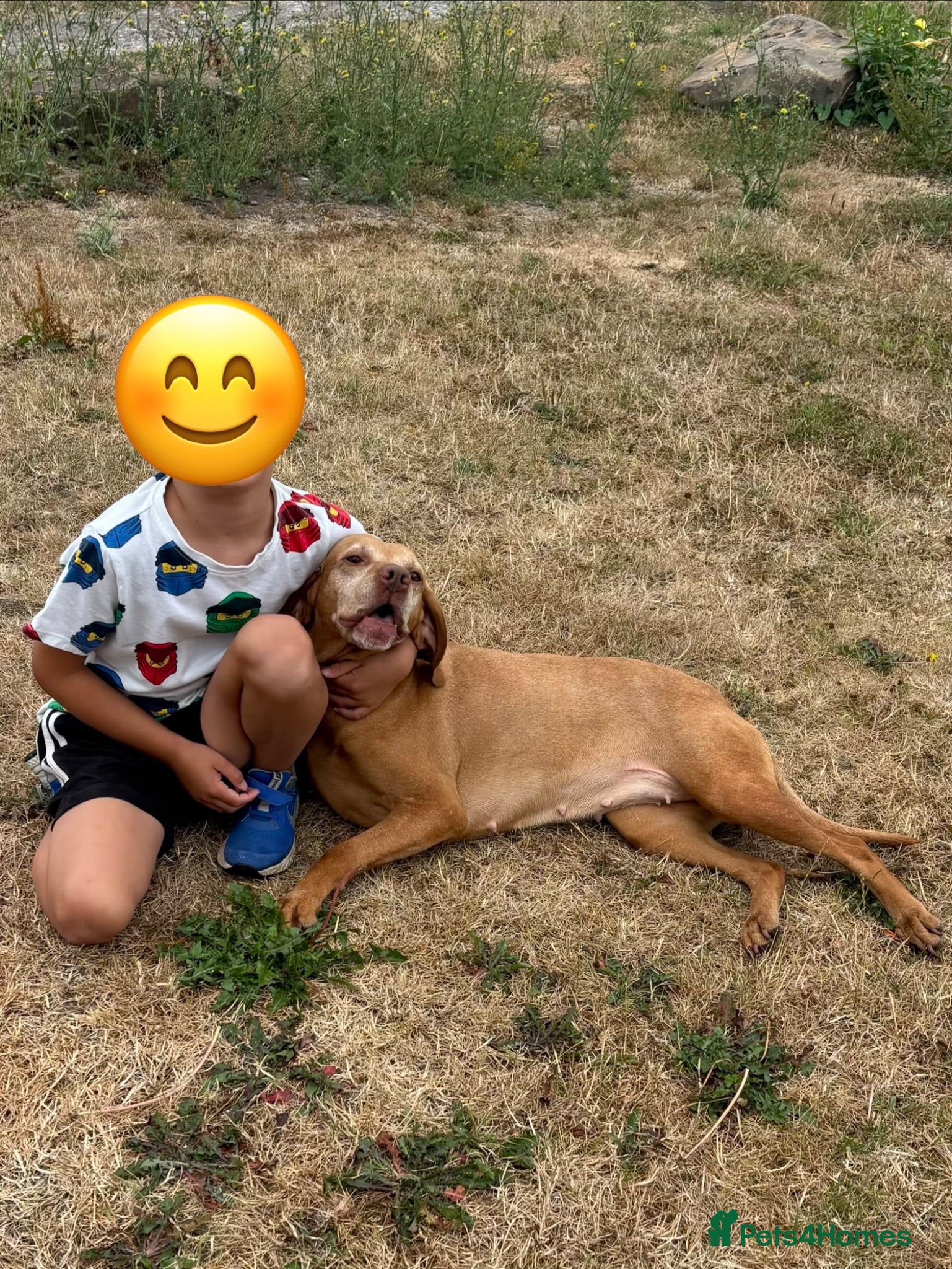 Hungarian Vizsla dogs 6 yr old female vizsla - Advert 5