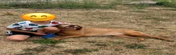 Hungarian Vizsla dogs for sale: 6 yr old female vizsla - Advert 1