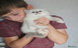 Ragdoll cats for sale: Tica registeeed tabby bicolour ragdolls - Image 15