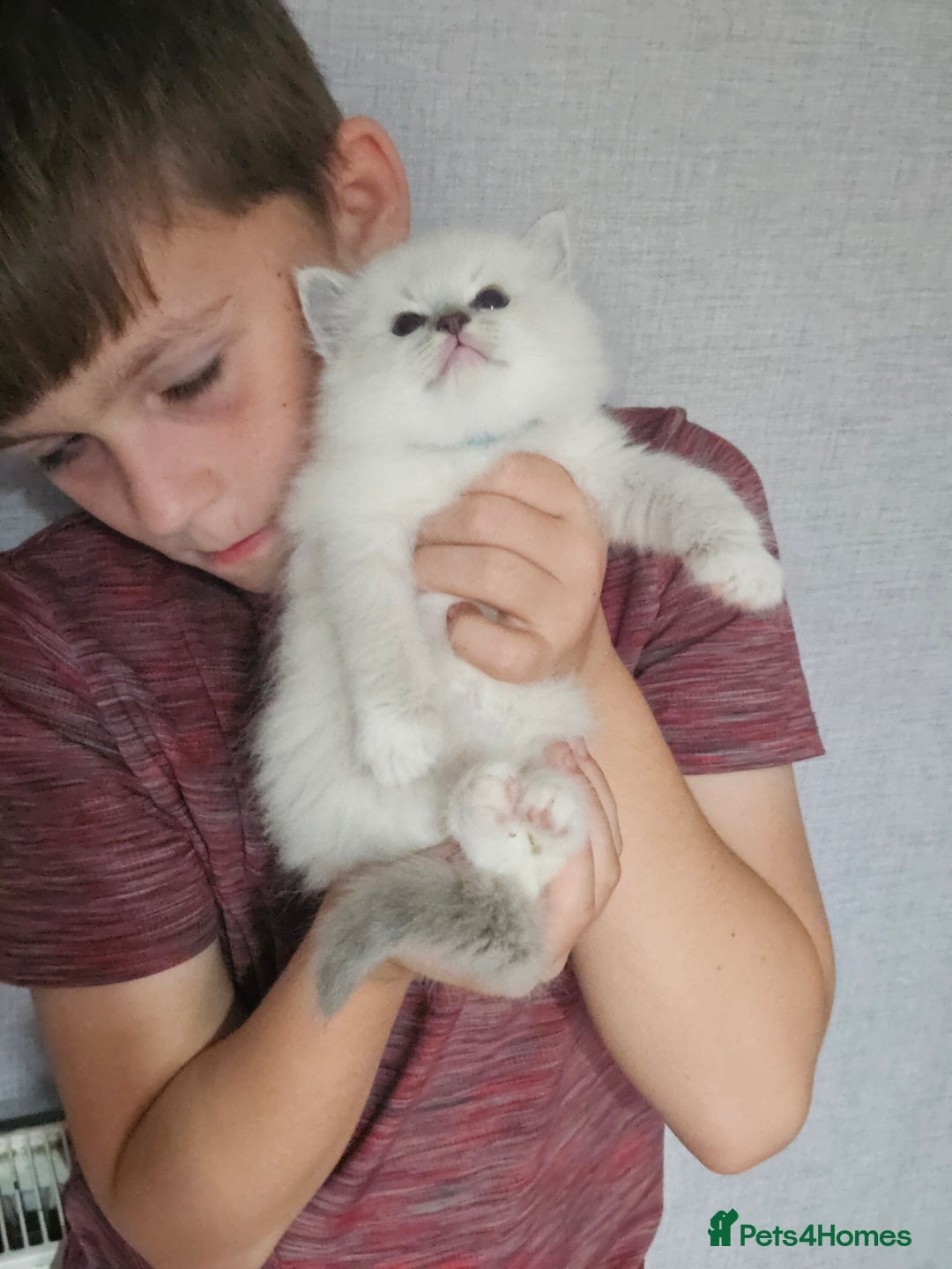 Ragdoll cats for sale: Tica registeeed tabby bicolour ragdolls - Image 15