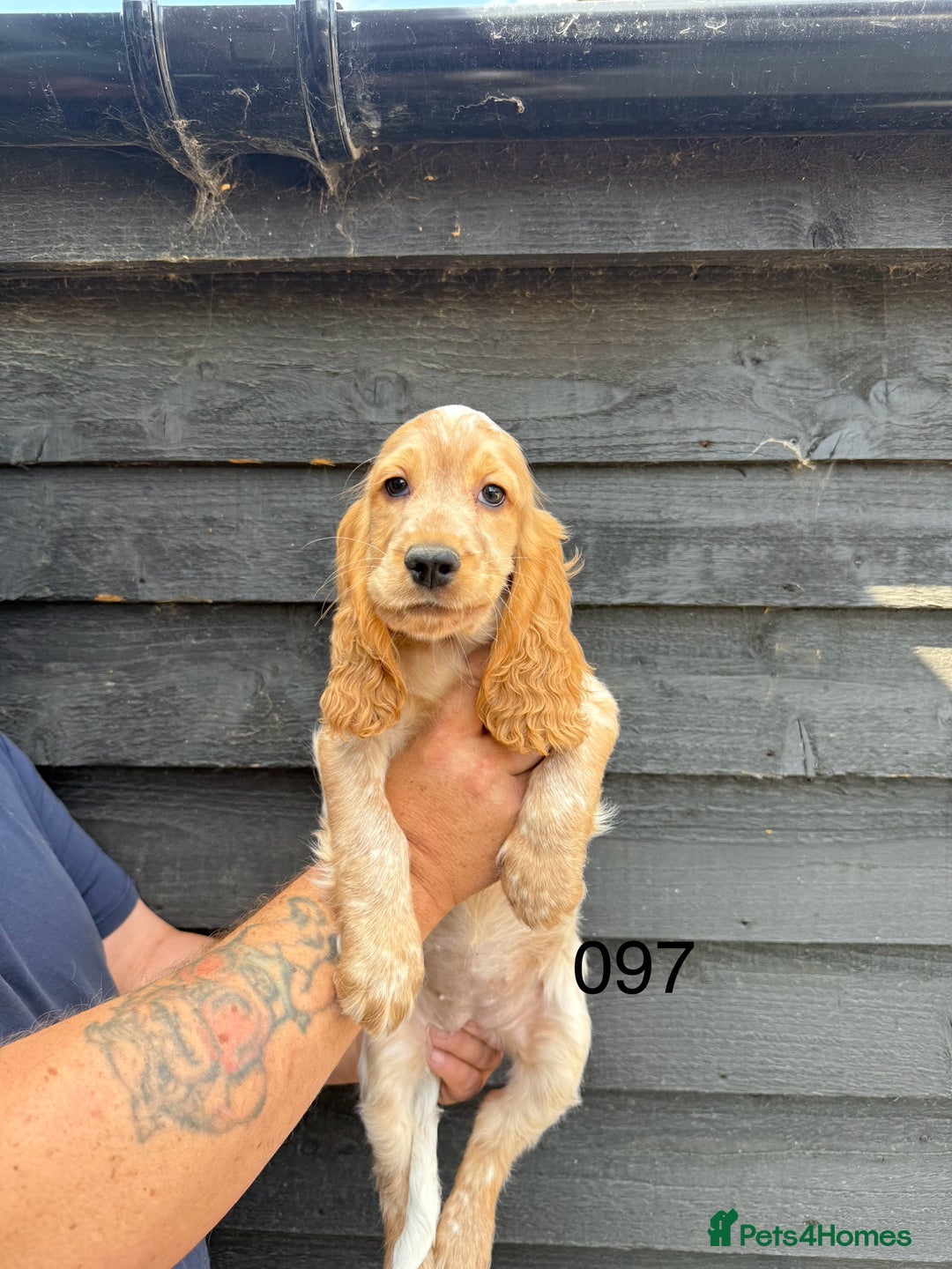 Cocker Spaniel dogs for sale: Fabulous Cocker Spaniel Pupies - Image 5