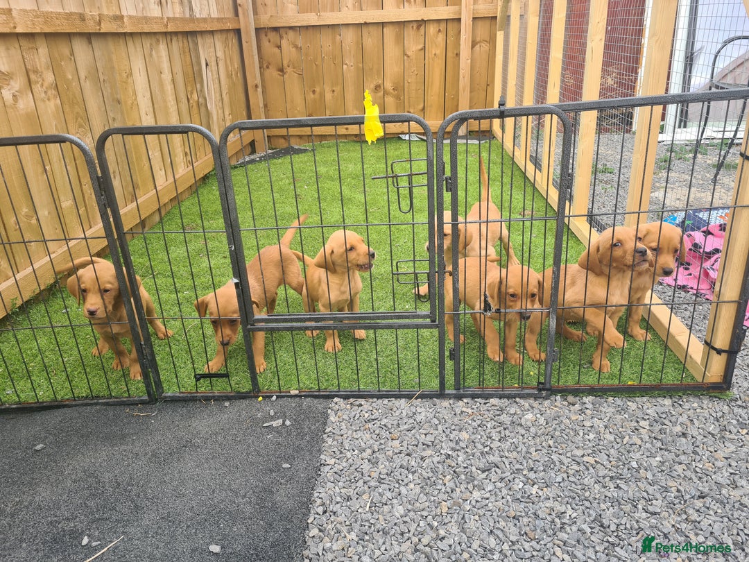 Labrador Retriever dogs for sale: KC Registered labradores ready to leave  - Image 27