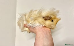 Guinea Pig rodents for sale: Long haired Guinea Pigs For Sale - Image 17