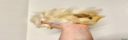 Guinea Pig rodents for sale: Long haired Guinea Pigs For Sale - Advert 17