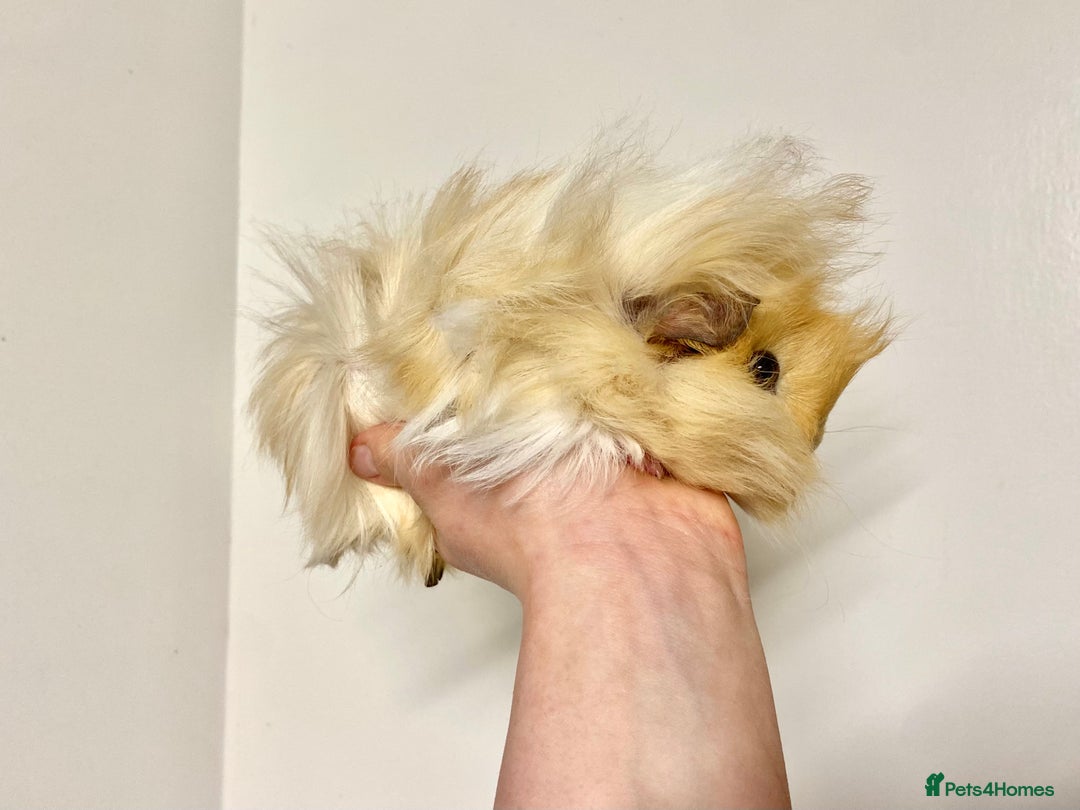 Guinea Pig rodents for sale: Long haired Guinea Pigs For Sale - Image 17