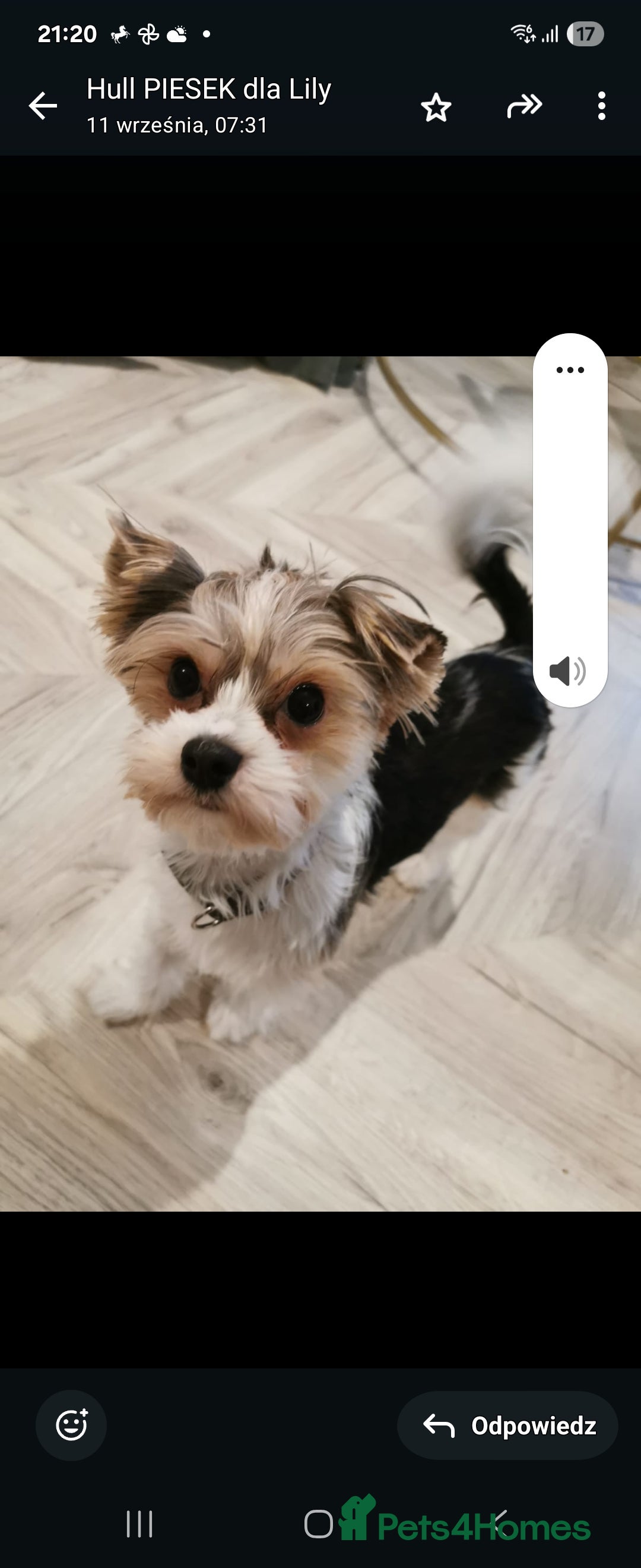 Yorkshire Terrier dogs for sale: Two beautiful Yorkshire Terrier (Biewer) puppies - Advert 20