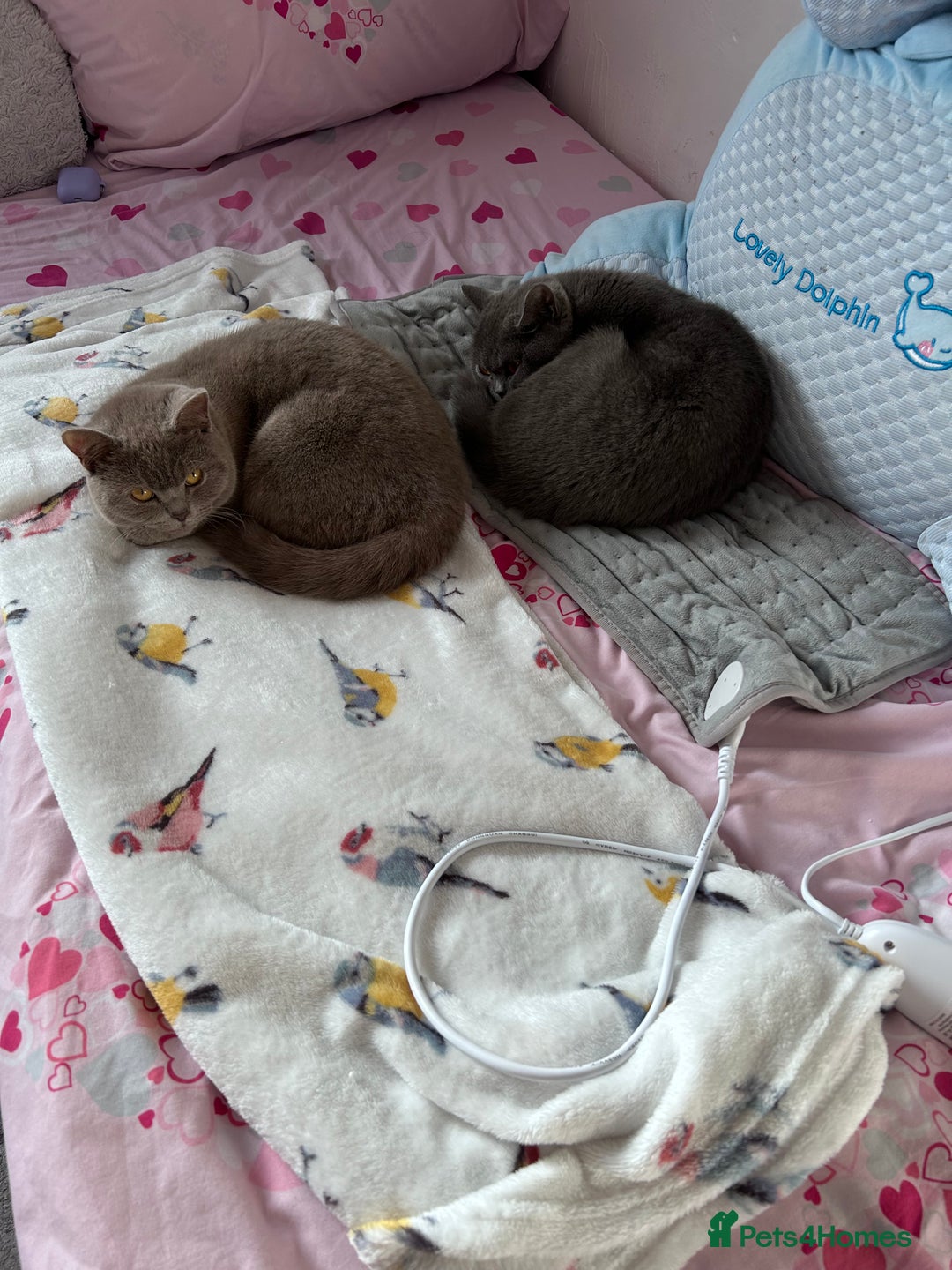 British Shorthair cats for sale: 2 beautiful British shorthairs for sale  - Advert 8