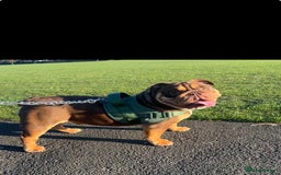 English Bulldog dogs for sale: One year old male British bulldog - Image 4