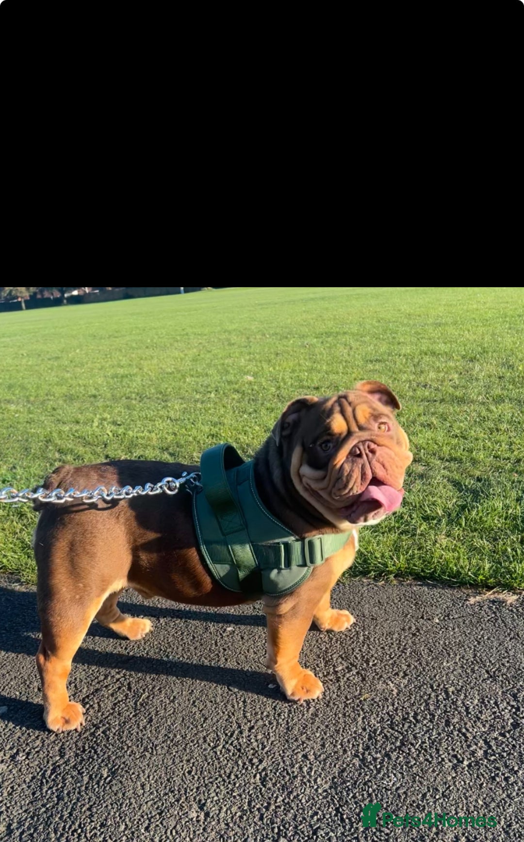 English Bulldog dogs for sale: One year old male British bulldog - Image 4