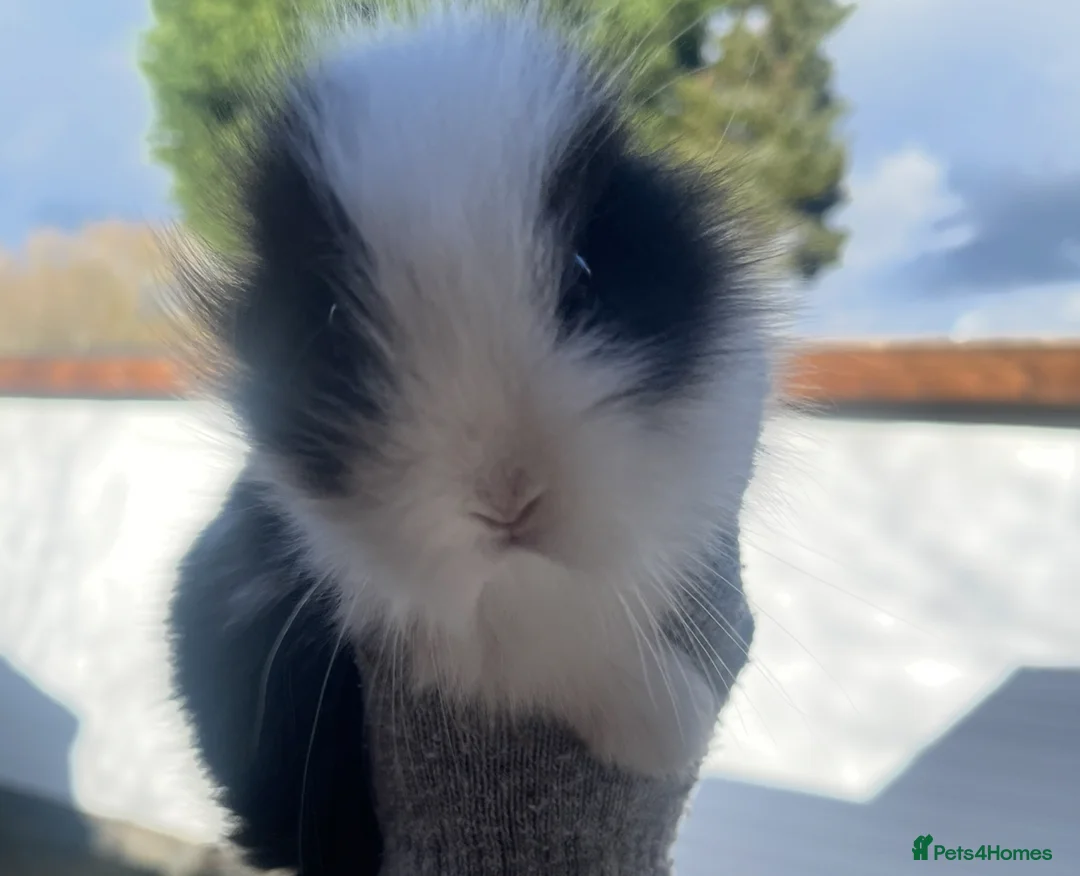 Lionhead rabbits for sale: Beautiful Lionhead babies  - Advert 11