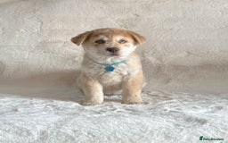 Chow Chow dogs for sale: Exotic colour chowsky puppies for sale  - Image 15