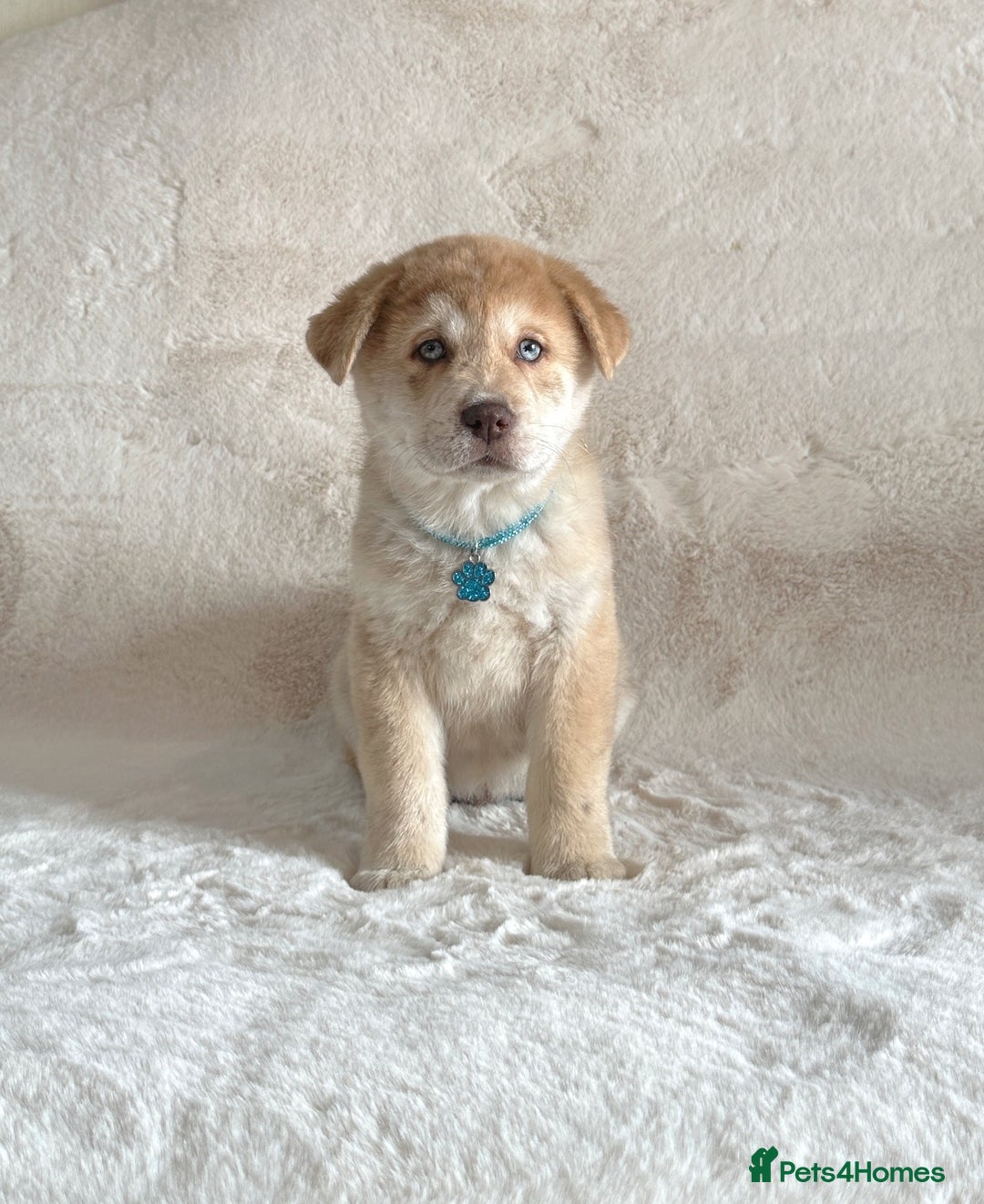 Chow Chow dogs for sale: Exotic colour chowsky puppies for sale  - Image 15