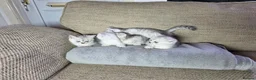 British Longhair cats for sale: British longhair mixed breed in Stoke-on-Trent - Advert 3