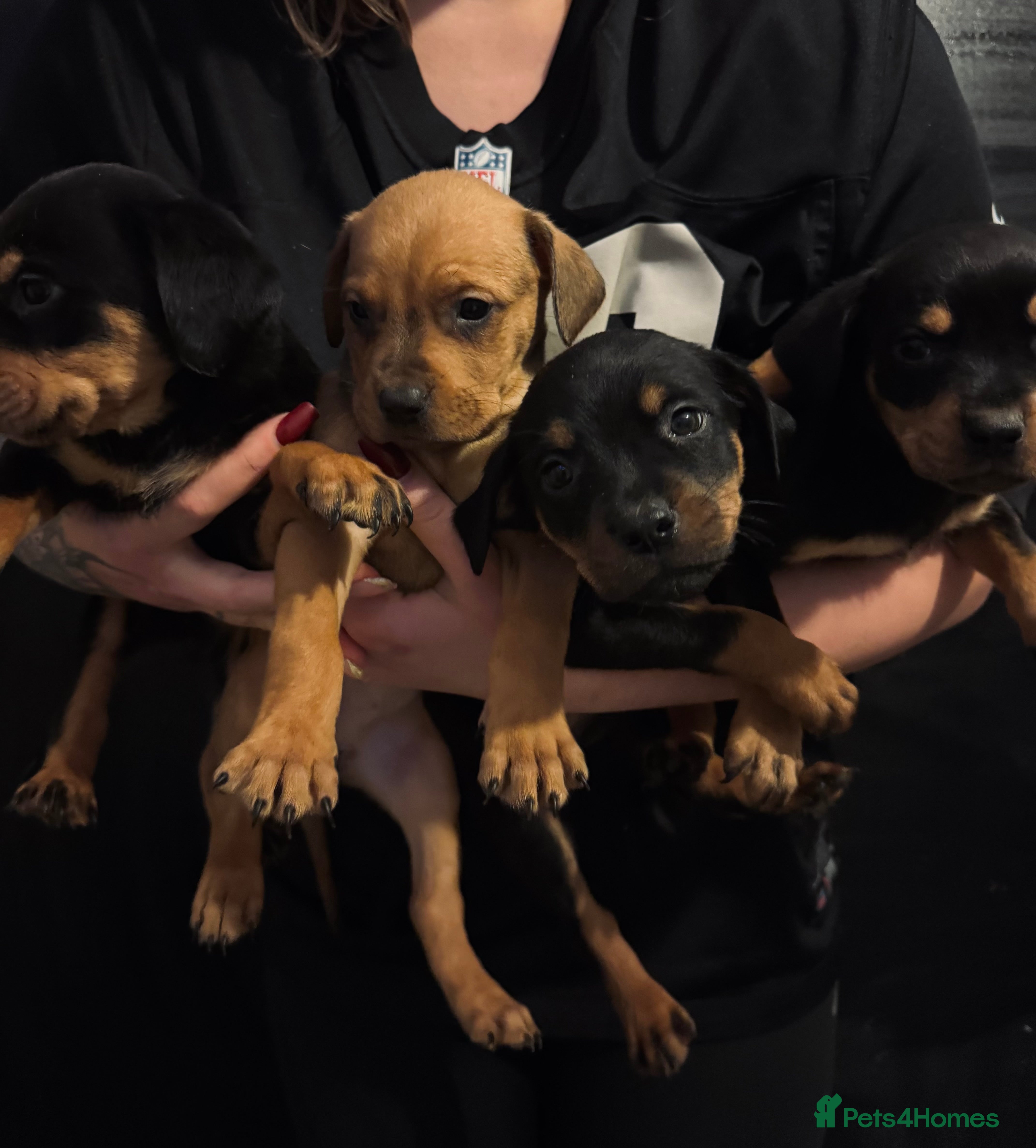 Mixed Breed dogs Rottie Bordeaux puppies - Advert 3