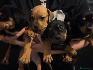 Mixed Breed dogs Rottie Bordeaux puppies - Advert 3