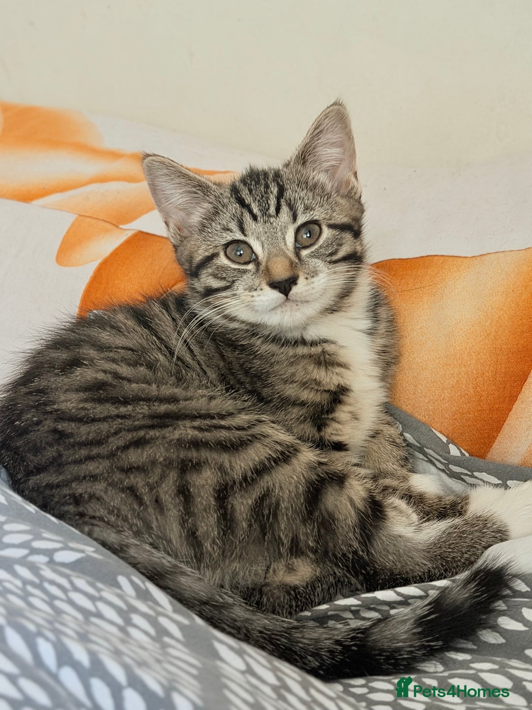 Norwegian Forest Cat cats for sale: Norwegian Forest Cat Mix kitten - Advert 12