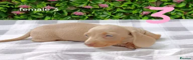 Dachshund 8