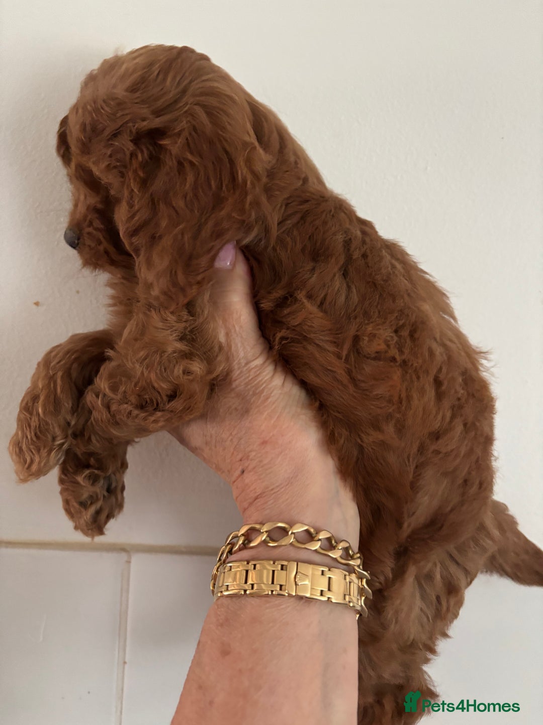 Cavapoo dogs for sale: Fabulous F1b Cavapoo puppies - health tested - Image 4