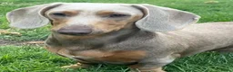 Miniature Dachshund dogs for sale: Miniature Dachund pups  - Advert 6
