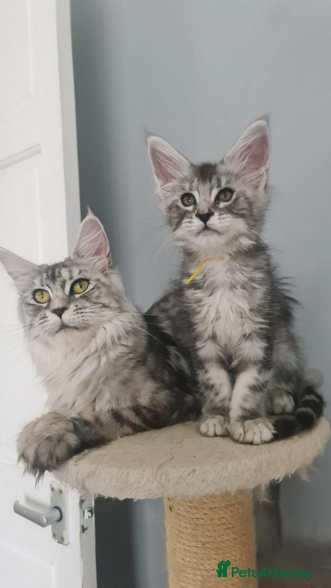 Maine Coon cats for sale: GCCF Registered - Maine Coon Kittens - Image 13