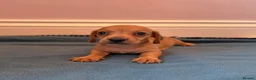 Miniature Dachshund dogs for sale: Miniature dachshund champion bloodline pedigree - Advert 10