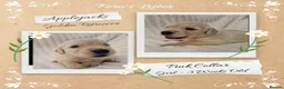 Golden Retriever dogs for sale: Quality Golden Retriever Puppies - Advert 19