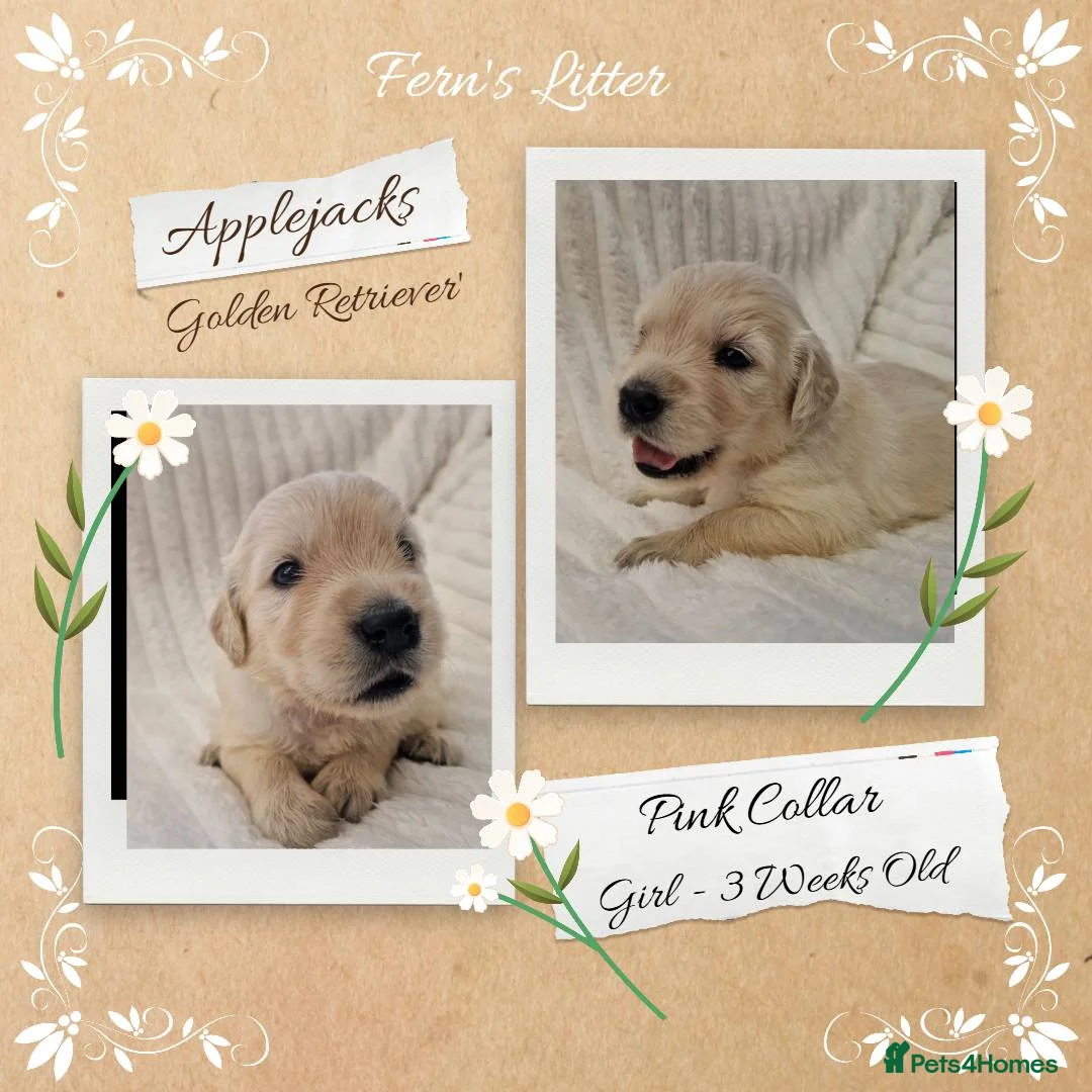 Golden Retriever dogs for sale: Quality Golden Retriever Puppies - Advert 19