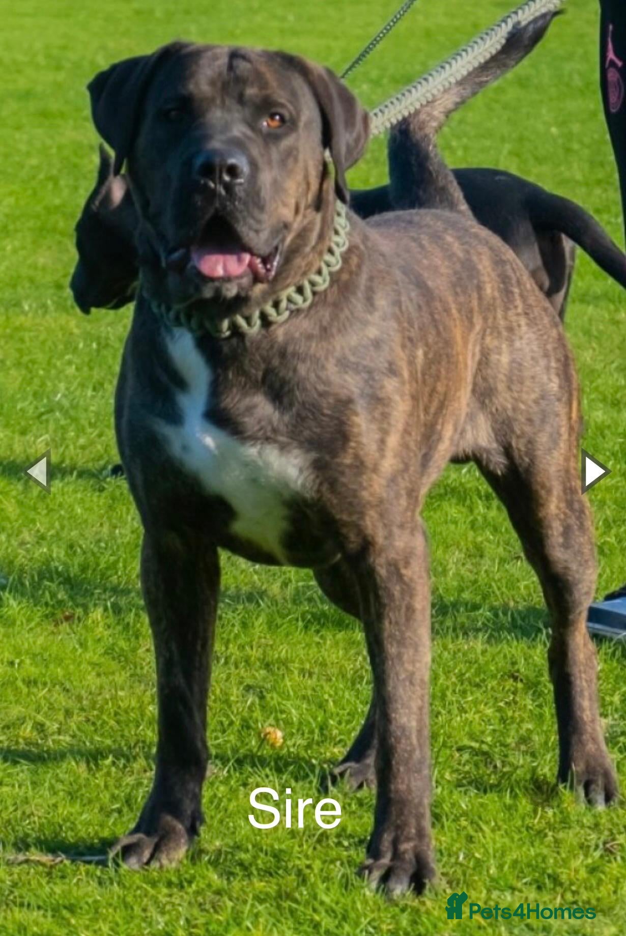 Presa Canario dogs World class presa canario pups recognised Breeder - Advert 2